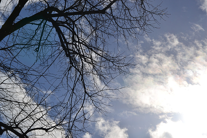 sun, spring, sky, tree, nature, branch, outdoors