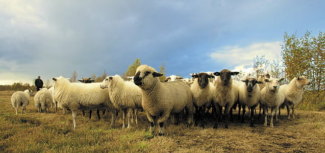 dieren, wolken, gras, kudde, schapen, hemel, dierlijke thema 's