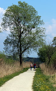 Trail, Wanderer, wandeling, weg, persoonlijke, boom, lente