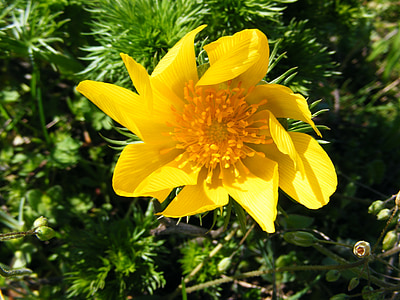 Hoa hoang dã, Hoa, màu vàng, Hoa galbelna, Wild flower, sức mạnh, persistance