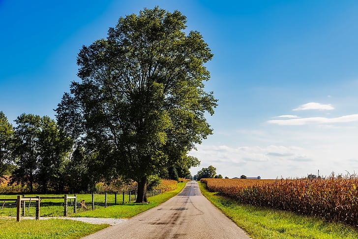 Indiana, krajolik, polje kukuruza, kukuruz, ceste, stabla, nebo