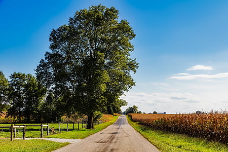 Indiana, paisaje, campo de maíz, maíz, carretera, árboles, cielo
