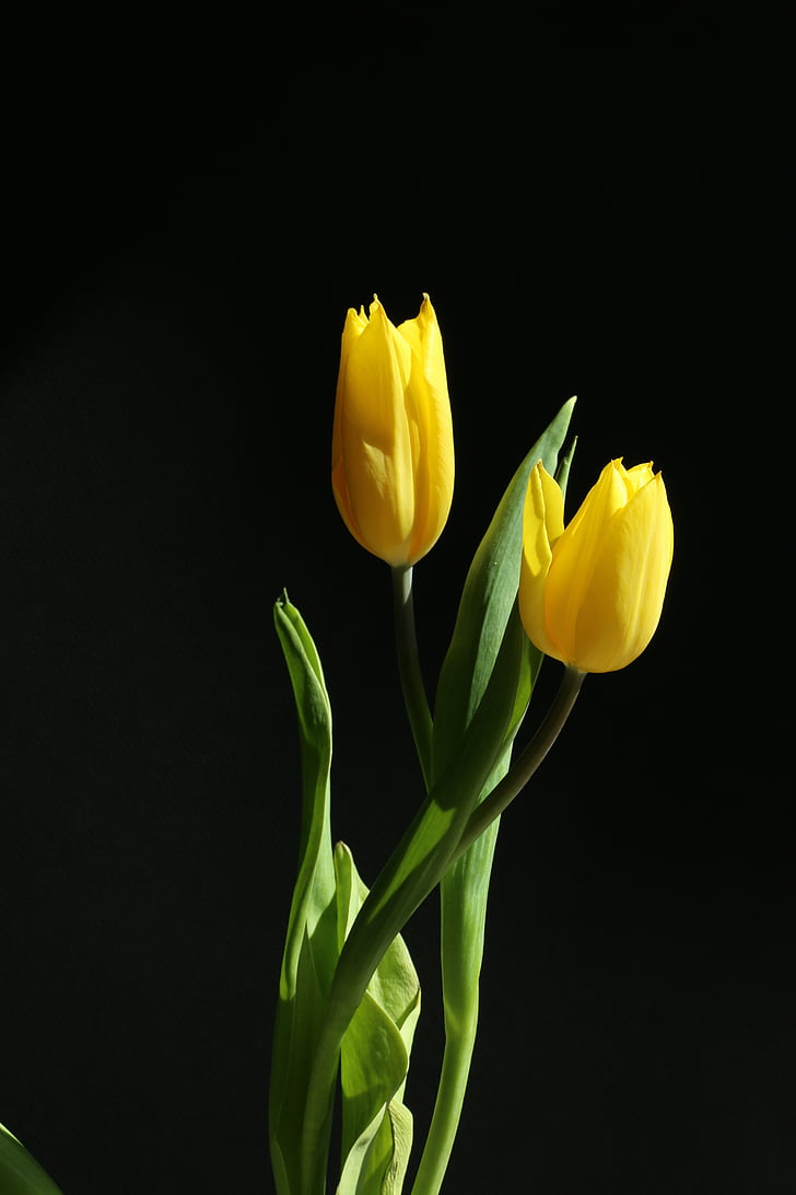Tulip, kollane, lill, kevadel, loodus