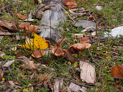 蘑菇, 秋天, 真菌, 牛肝菌, 自然, 森林, 叶