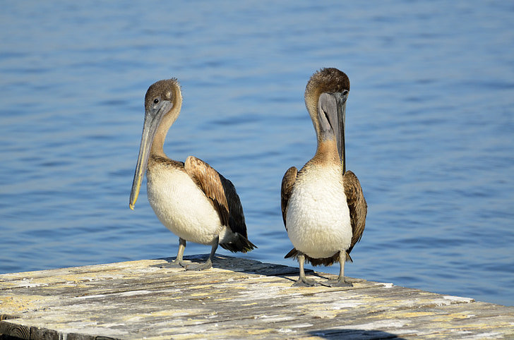 pelicans marrons, repòs, ocell, Pelicà, Mar, oceà, bec