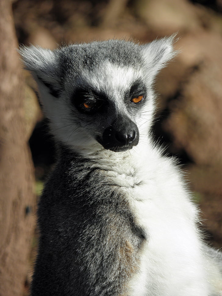 Lemur, mamíferos, primate, flora y fauna, animal, naturaleza, África