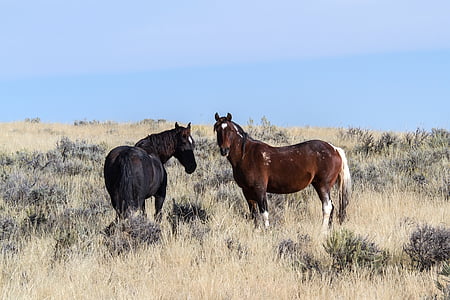 hobused, metsikud hobused, Mustangs, Ameerika metsikud hobused, looduslike mustangs, freilebend, hobune