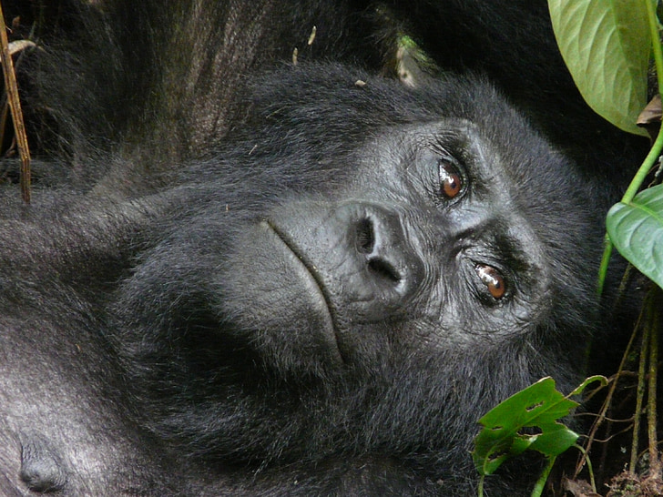 montagne, gorille, beringei, l’Ouganda, Bwindi, national, Parc
