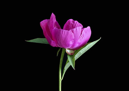 pink peony, flower, peony, pink, floral, natural, color