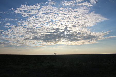 drzewo, płaski, Namibia, Natura, niebo, chmury, krajobraz
