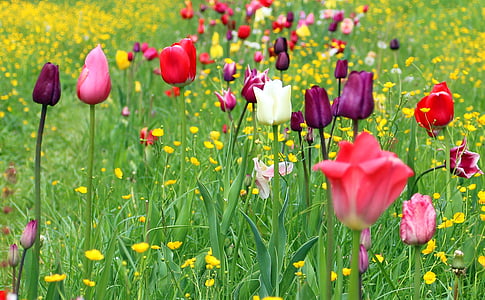 Tulpen, Tulpenfeld, tulpenbluete, Blumen, bunte, Farbe, Bloom
