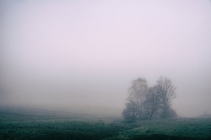 leafless, tree, cloudy, sky, daytime, fields, fog