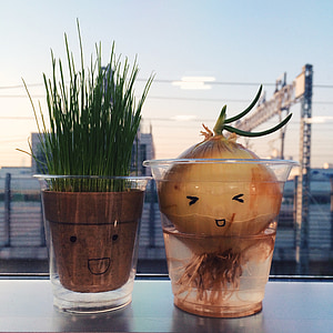 onion, grass, potted plant, expression, characters
