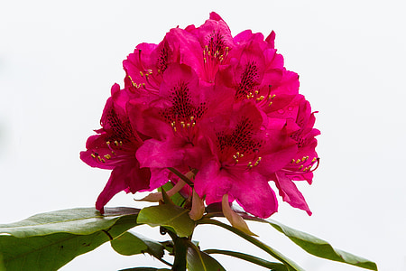 rhododendron, bush, flowers, flower, garden