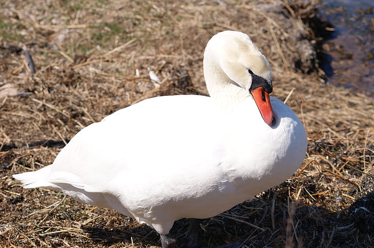 swan, bird, wild birds