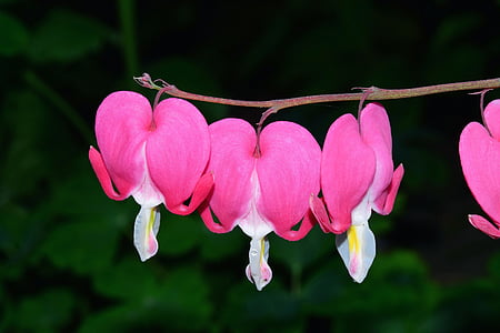 bleeding heart, two tone heart flower, blossom, bloom, lamprocapnos spectabilis, flower, hanging