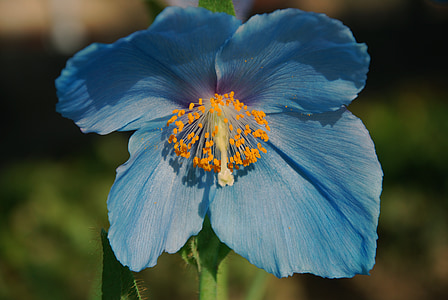 blue poppy, flower, blossom, poppy, spring, nature, plant