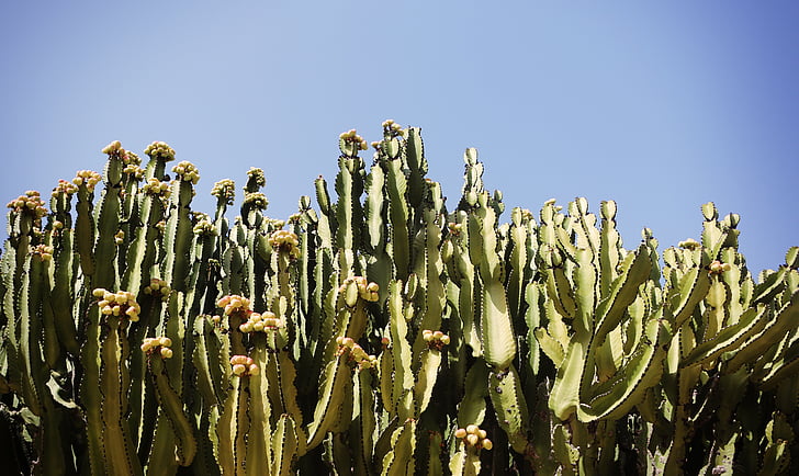 kaktusz, kaktuszok, sivatag, száraz, zöld, növény, természet