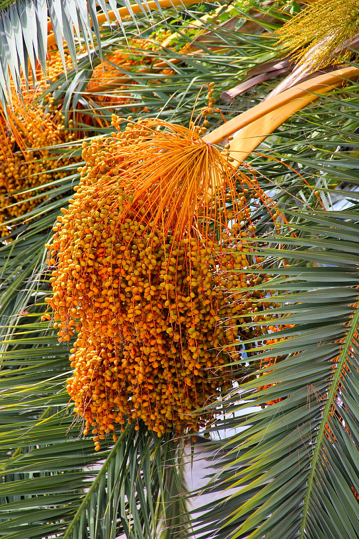 Datlová palma, dlaně, kalendářní data, pěstování, zrající, léto, teplo