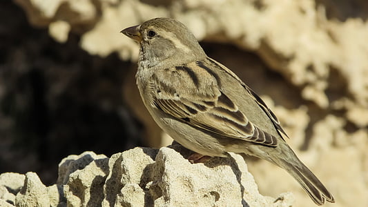 sparrow, bird, sitting, animal, wildlife, nature, beak