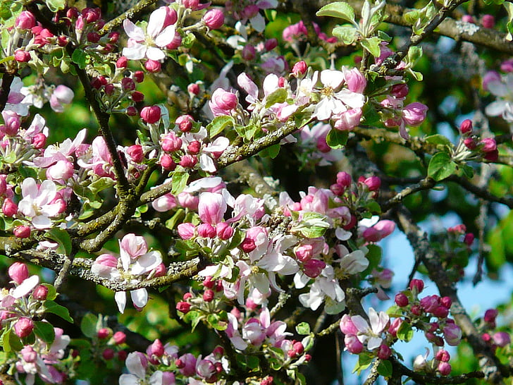 Apple tree blossom, äppelblom, Blossom, Bloom, våren, Apple, äppelträd