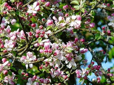 obuolių medžių žiedų, obuolių žiedų, žiedų, žydėti, pavasarį, obuolių, obelis