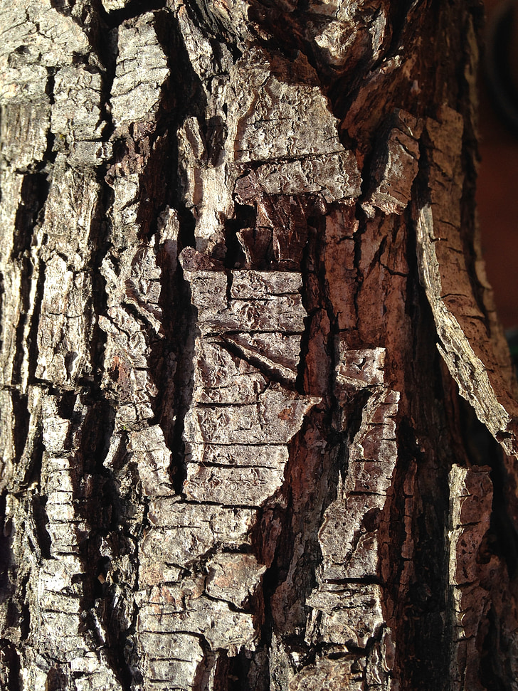 bark, treet, tekstur, bagasjerommet, trebark, treet bark tekstur