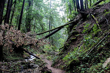 skogen, USA, Kalifornien, naturen, Park, landskap, nationella