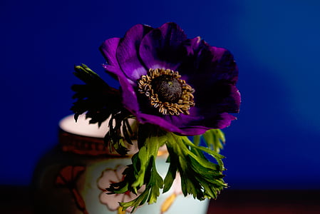 vase, nature, plants, purple, violet, flower, green