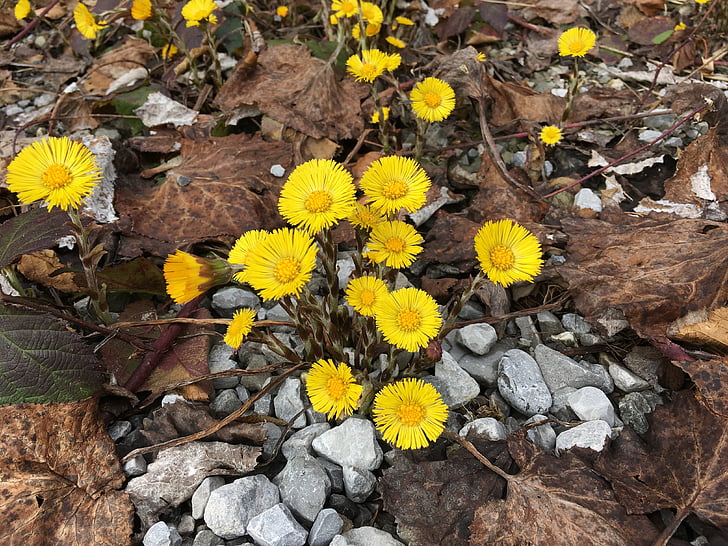 Tussilago-hoefblad, lente, geel, bloem, sluiten, vroege bloomer, natuur