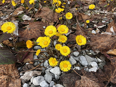 Tussilago farfara, mùa xuân, màu vàng, Hoa, đóng, bloomer đầu, Thiên nhiên
