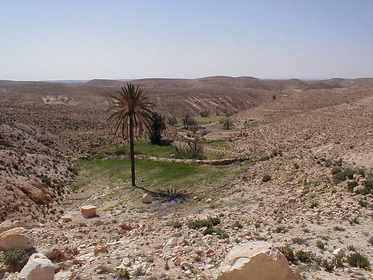 Oasis, Shott el djerid, sydlige Tunesien