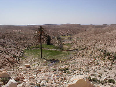 oasi, shott el djerid, sud de Tunísia