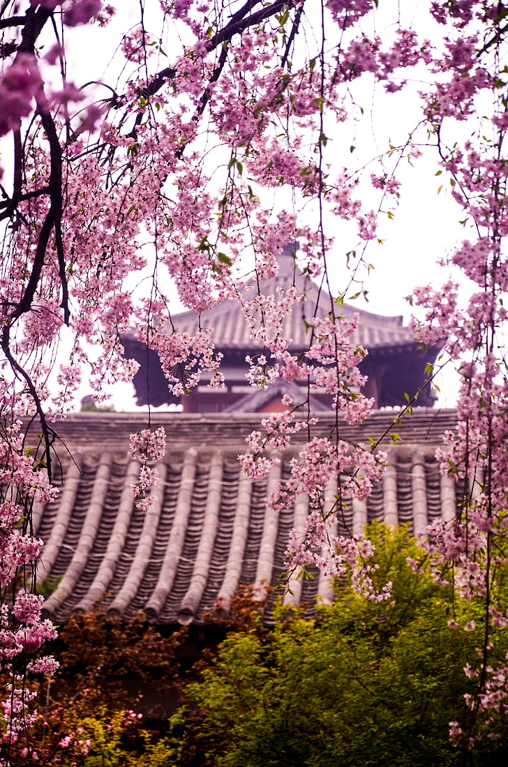 Qinglong templis, ķiršu ziedu, seno