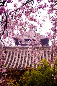 Qinglong templom, cseresznyevirág, ősi