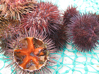 sea urchins, seafood, fang, mediterranean, egg, sea urchin eggs, female