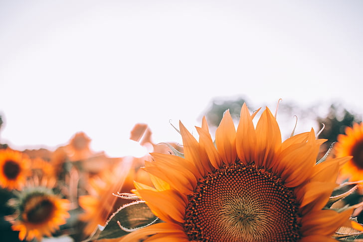 selektīvs, uzmanības centrā, fotogrāfija, saulespuķes, saule, ziedi, oranža