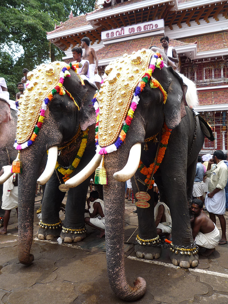 éléphants, indienne, Kerala, Festival, Inde du Sud, religieux, traditionnel