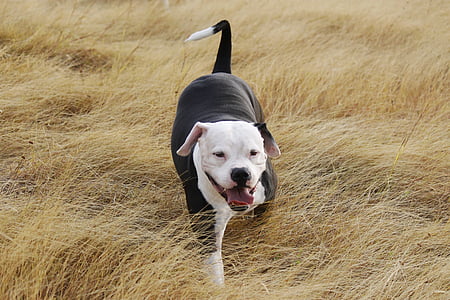 Pitbull, Hund, Haustier, Tier, zu Fuß, glücklich