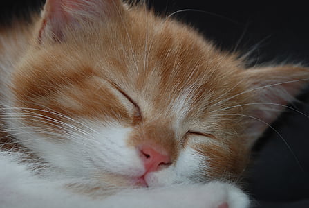 kattunge, katten, søvn, kjæledyr, ung katt, søt, rød katt