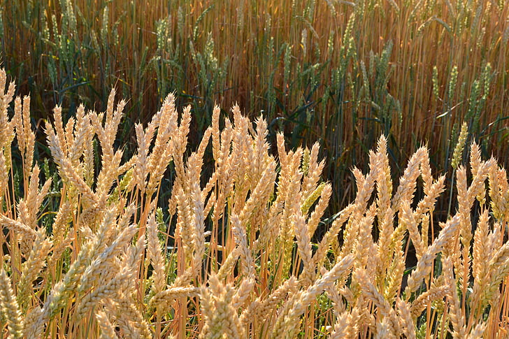 grano, por chaitanya k, campo de maíz, sol, Wheatfield, cereales, trigo