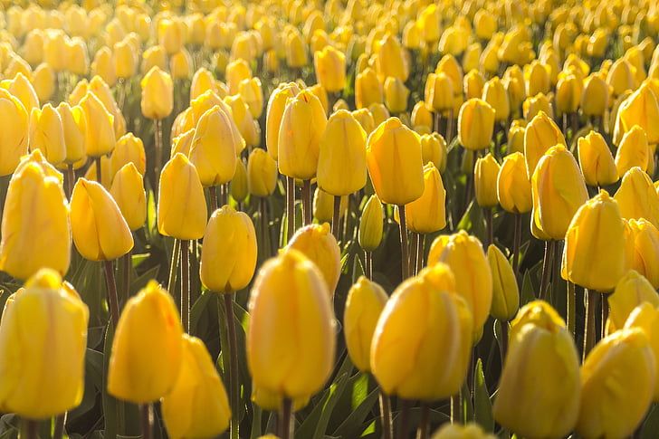 Nīderlande, puķe, Pavasaris, no rīta, Lisse, sīpolu lauki, tulpes