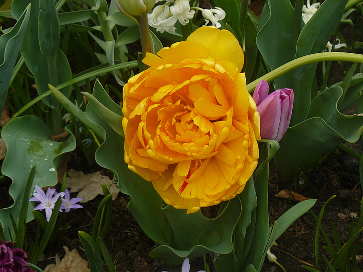 flower, yellow flower, spring, rose, yellow, nature