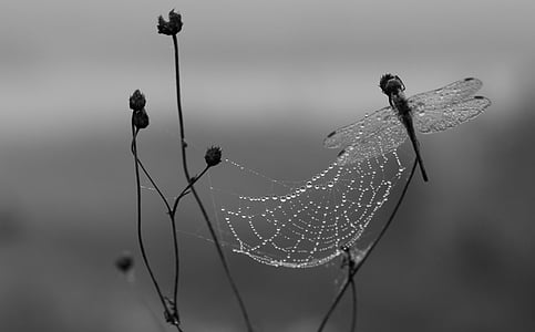 con chuồn chuồn, sương, Spider web, buổi sáng, Insecta, giọt, Thiên nhiên