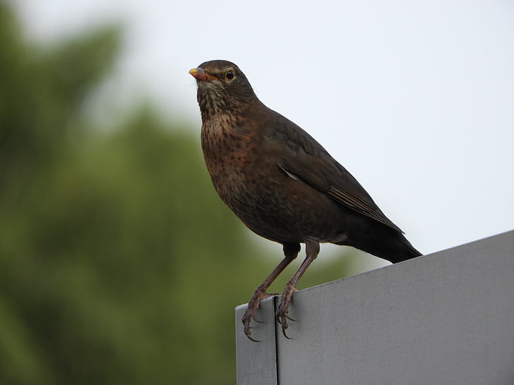 blackbird, female, bird, species, garden, brown, wildlife photography