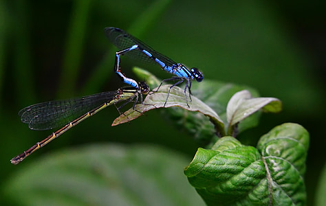 vážky, družičky, Příroda, makro, modrá