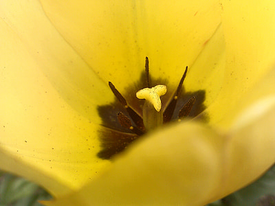 Tulipan, Tulipa, Słupek, makro, żółty, kwiat, płatki