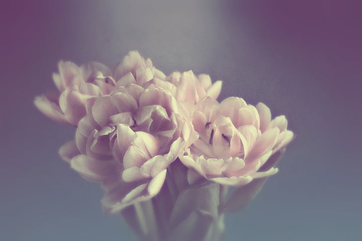 fundal, floare, Tulip, buchet, petale, tapet, elegant