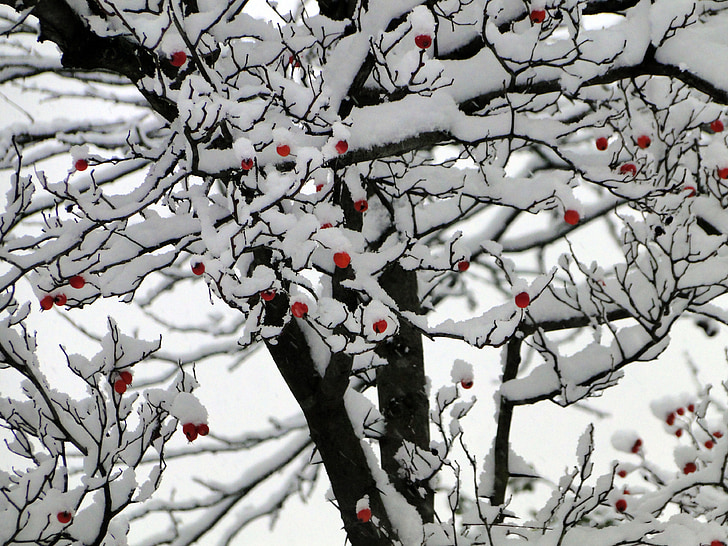 snow, winter, bush, wintry, white, berry red