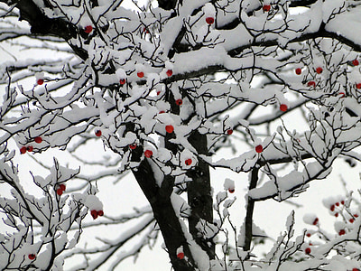 sneeuw, winter, Bush, winterse, wit, bessen rood